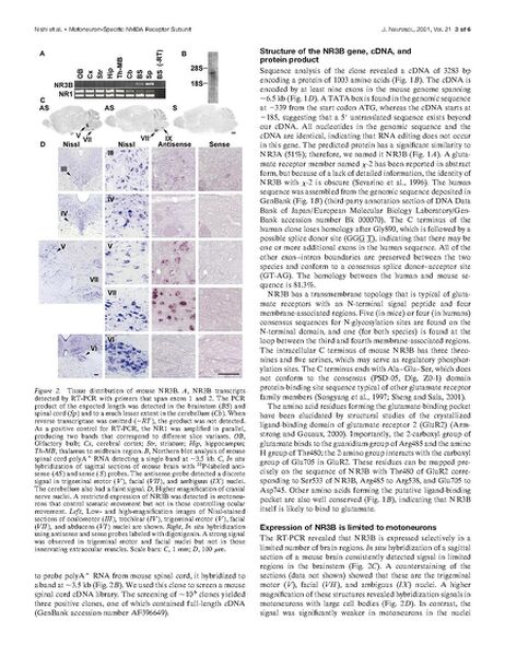 File:Page3-693px-Nishi J Neurosci 2001.pdf.jpg