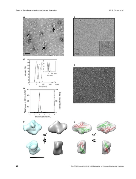 File:20250323102506!Eriksen FEBS J 2020.pdf