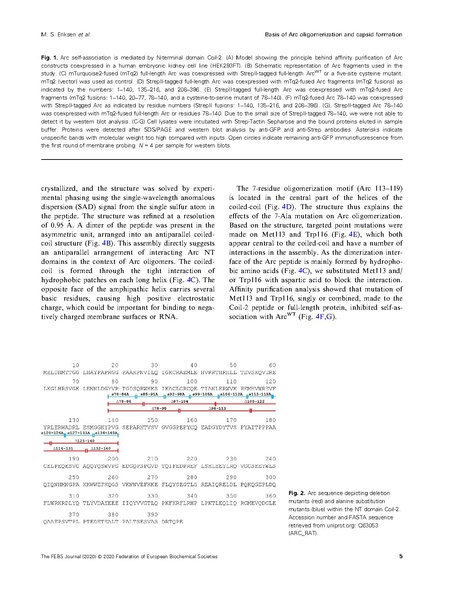 File:20250323102506!Eriksen FEBS J 2020.pdf