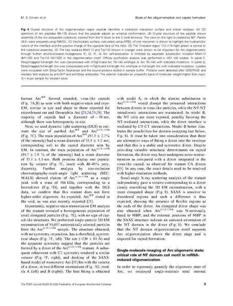 File:20250323102506!Eriksen FEBS J 2020.pdf