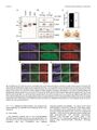 Thumbnail for version as of 06:17, 11 April 2026