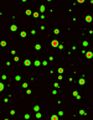 Thumbnail for version as of 06:17, 11 April 2026