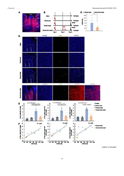 File:Page3-635px-Liu Neurosci Res 2025.pdf.jpg