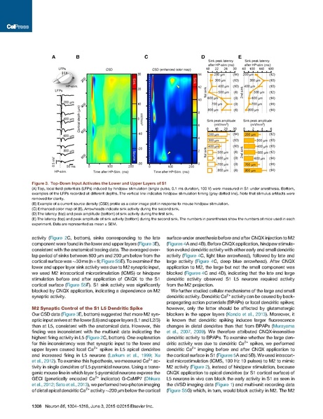 File:20250323102837!Manita Neuron.pdf