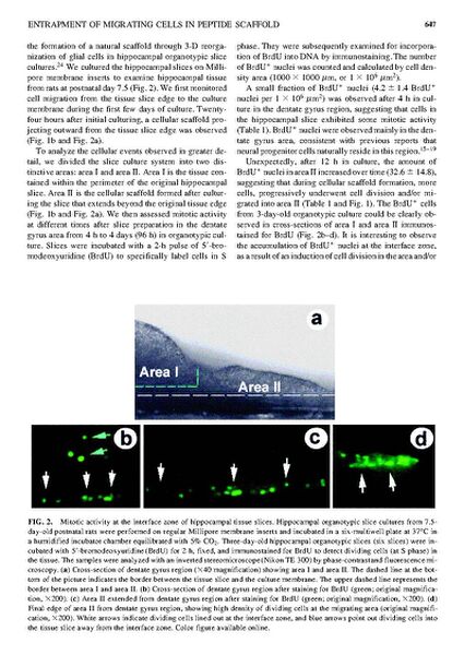 File:Page5-638px-Semino Tissue Eng.pdf.jpg