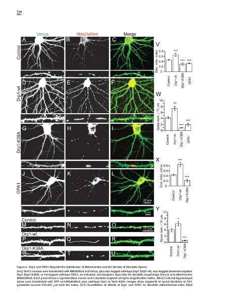 File:Page8-896px-Li Cell.pdf.jpg