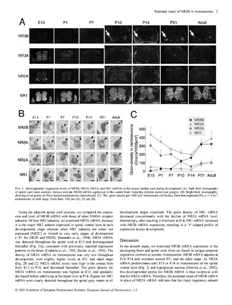 File:Page3-912px-Fukaya Eur J Neurosci.pdf.jpg