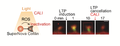 Thumbnail for version as of 06:17, 11 April 2026