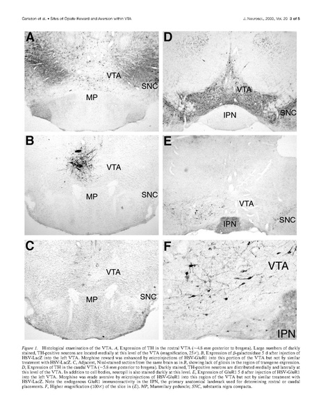 File:20250323102727!Carlezon J Neurosci.pdf