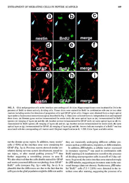 File:Page7-638px-Semino Tissue Eng.pdf.jpg