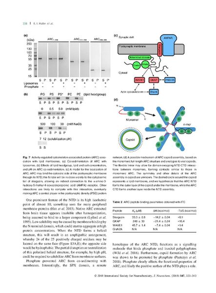 File:Page14-665px-Hallin J Neurochem.pdf.jpg