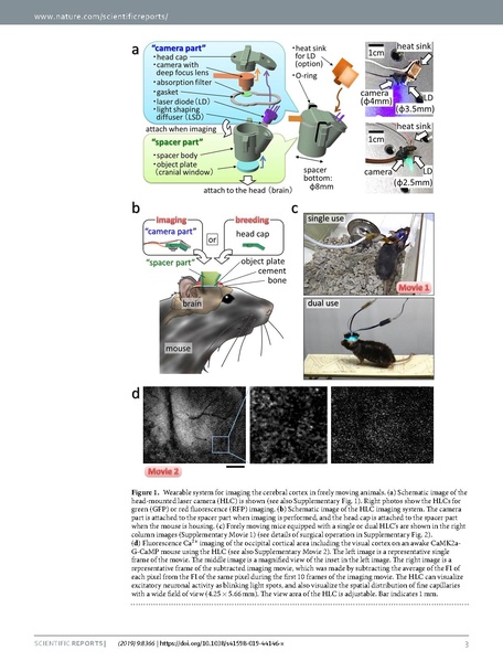 File:20250323102643!Kobayashi Sci Rep 2019.pdf