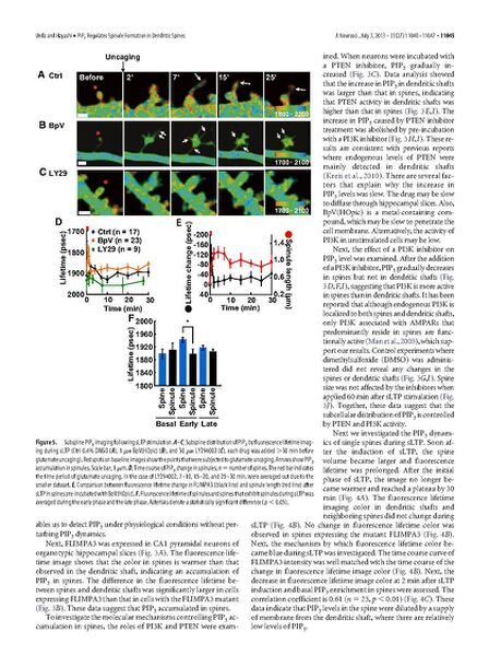 File:Page6-672px-Ueda J Neurosci.pdf.jpg