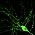Thumbnail for version as of 06:12, 11 April 2026