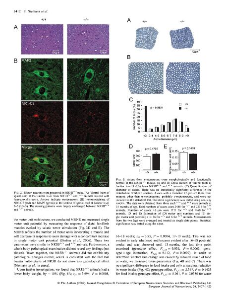 File:Page6-912px-Niemann Eur J Neurosci.pdf.jpg