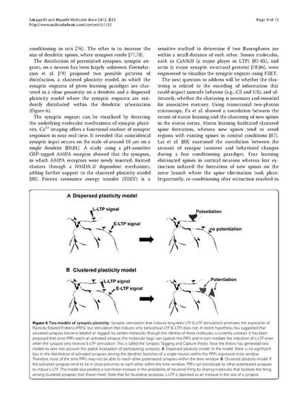 File:Page9-675px-Sakaguchi Mol Brain.pdf.jpg