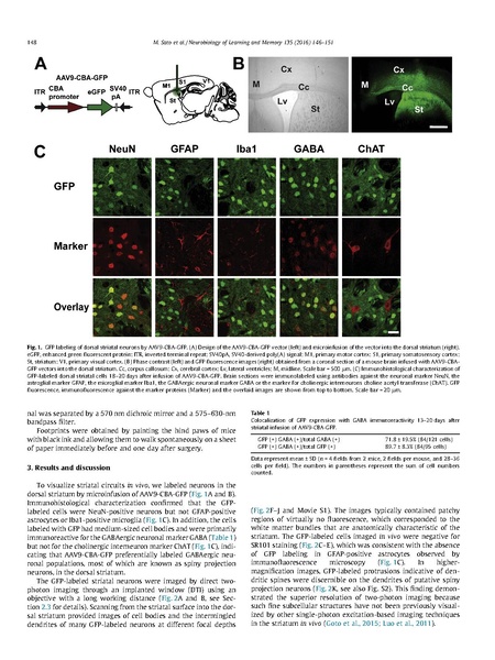 File:20250323102439!Sato Neurobiol Learn Mem.pdf
