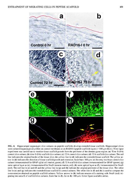 File:Page9-638px-Semino Tissue Eng.pdf.jpg