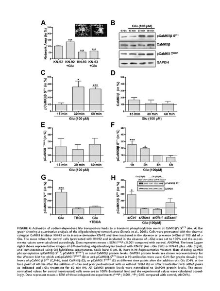 File:Page9-908px-Martinez-Lozada Glia.pdf.jpg