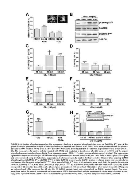File:Page9-681px-Martinez-Lozada Glia.pdf.jpg