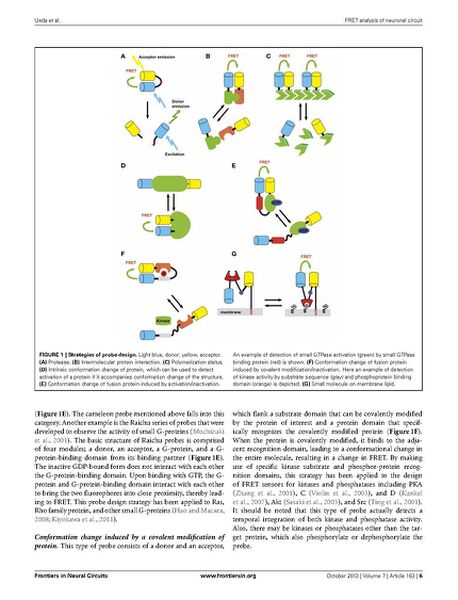 File:Page6-687px-Ueda Front Neural Circuits.pdf.jpg