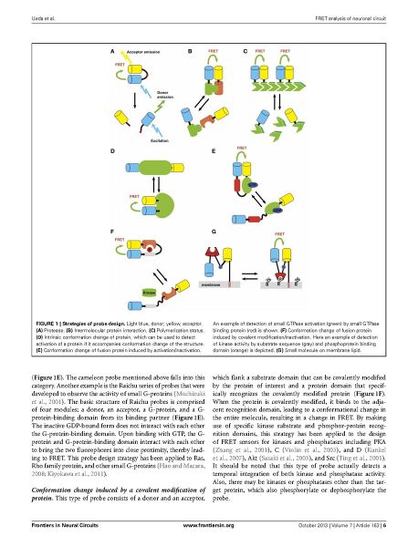 File:Page6-916px-Ueda Front Neural Circuits.pdf.jpg
