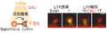 Thumbnail for version as of 06:17, 11 April 2026