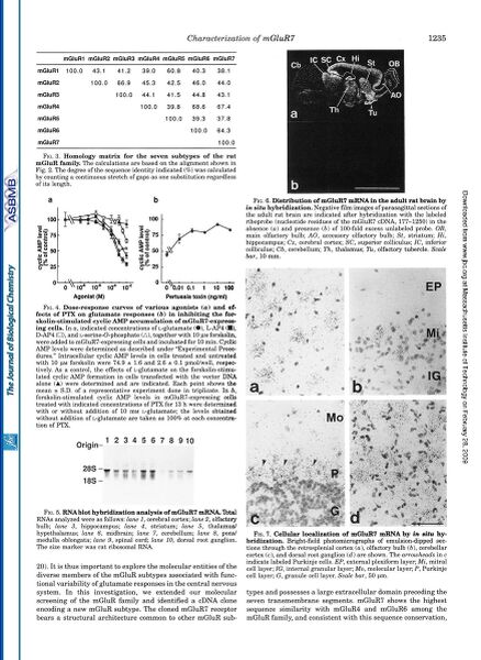 File:Page5-874px-Okamoto J Biol Chem.pdf.jpg