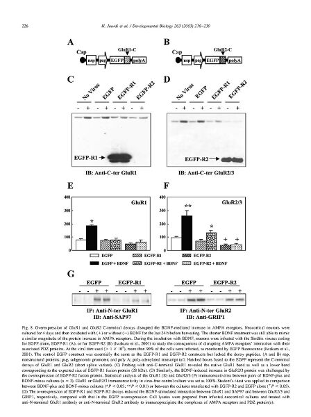 File:Page11-896px-Jourdi Dev Biol.pdf.jpg