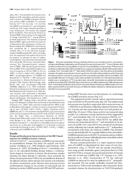 File:20250323102625!Takao J Neurosci.pdf