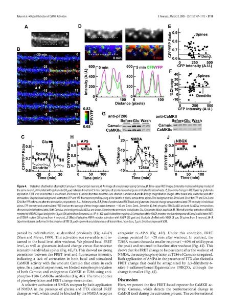 File:20250323102625!Takao J Neurosci.pdf