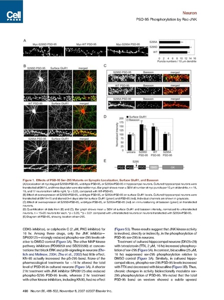 File:Kim neuron.pdf