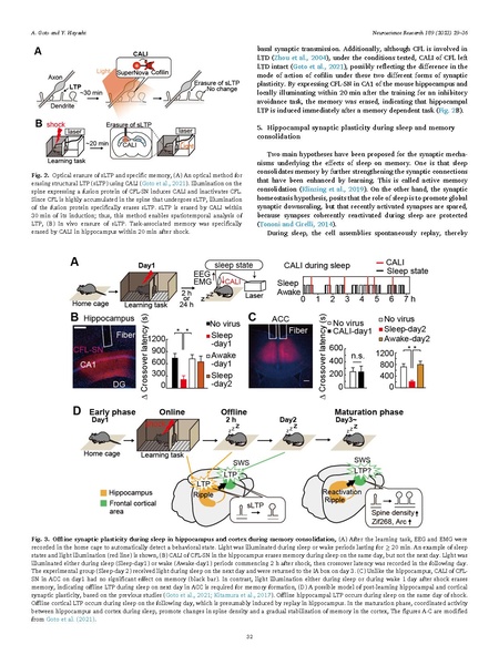 ファイル:Goto Hayashi Neurosci Res 2023.pdf