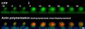 Thumbnail for version as of 06:17, 11 April 2026