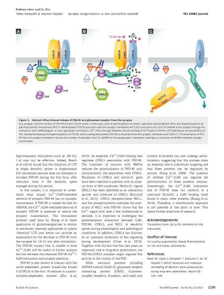 File:Page2-912px-Saneyoshi EMBO J.pdf.jpg