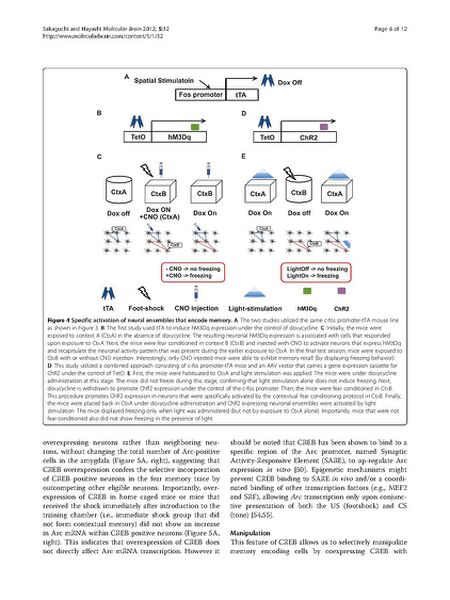 File:Page6-675px-Sakaguchi Mol Brain.pdf.jpg