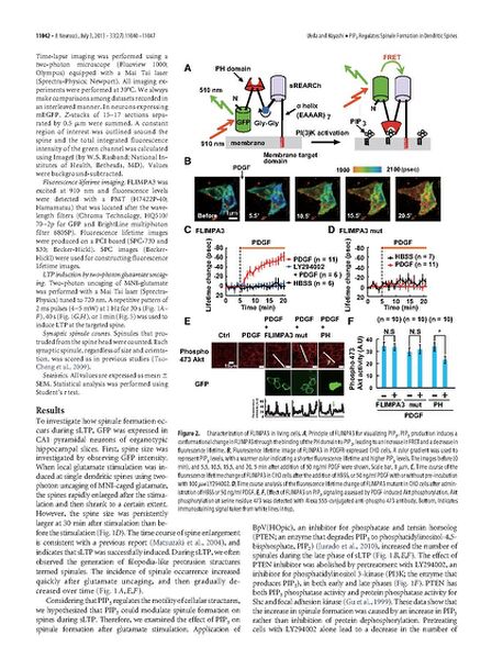 File:Page3-672px-Ueda J Neurosci.pdf.jpg