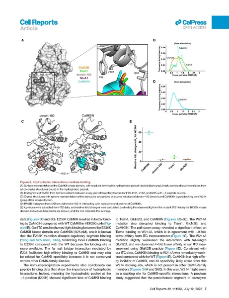 File:Ozden Cell Rep 2022.pdf