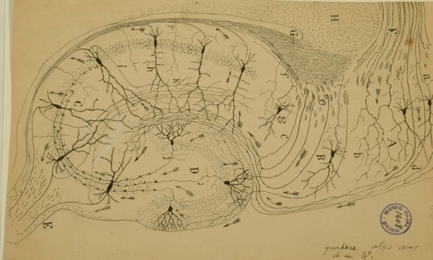 File:Cajal Hippocampus.jpg