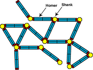 File:Model of homer-shank complex.jpg