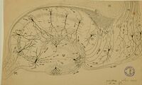 Original drawing of hippocampus by Cajal. A section stained with Golgi staining.
